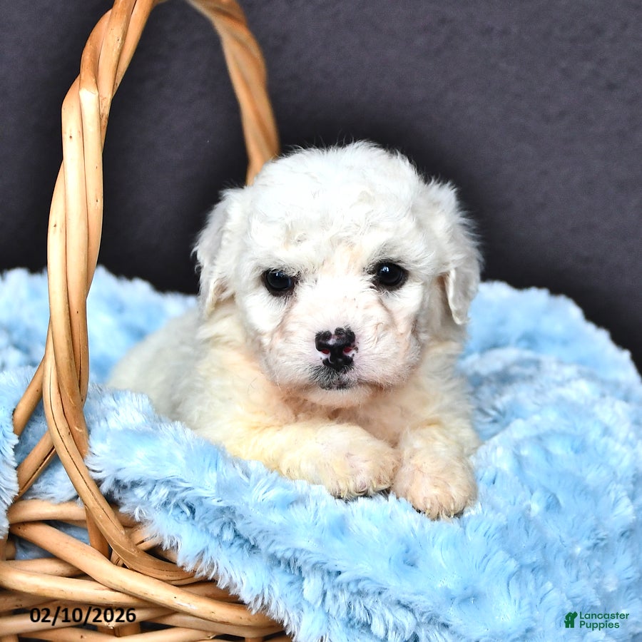 Bichon Frise dogs Lincoln - Ad 4