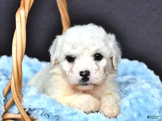 Bichon Frise dogs Lincoln - Ad 4