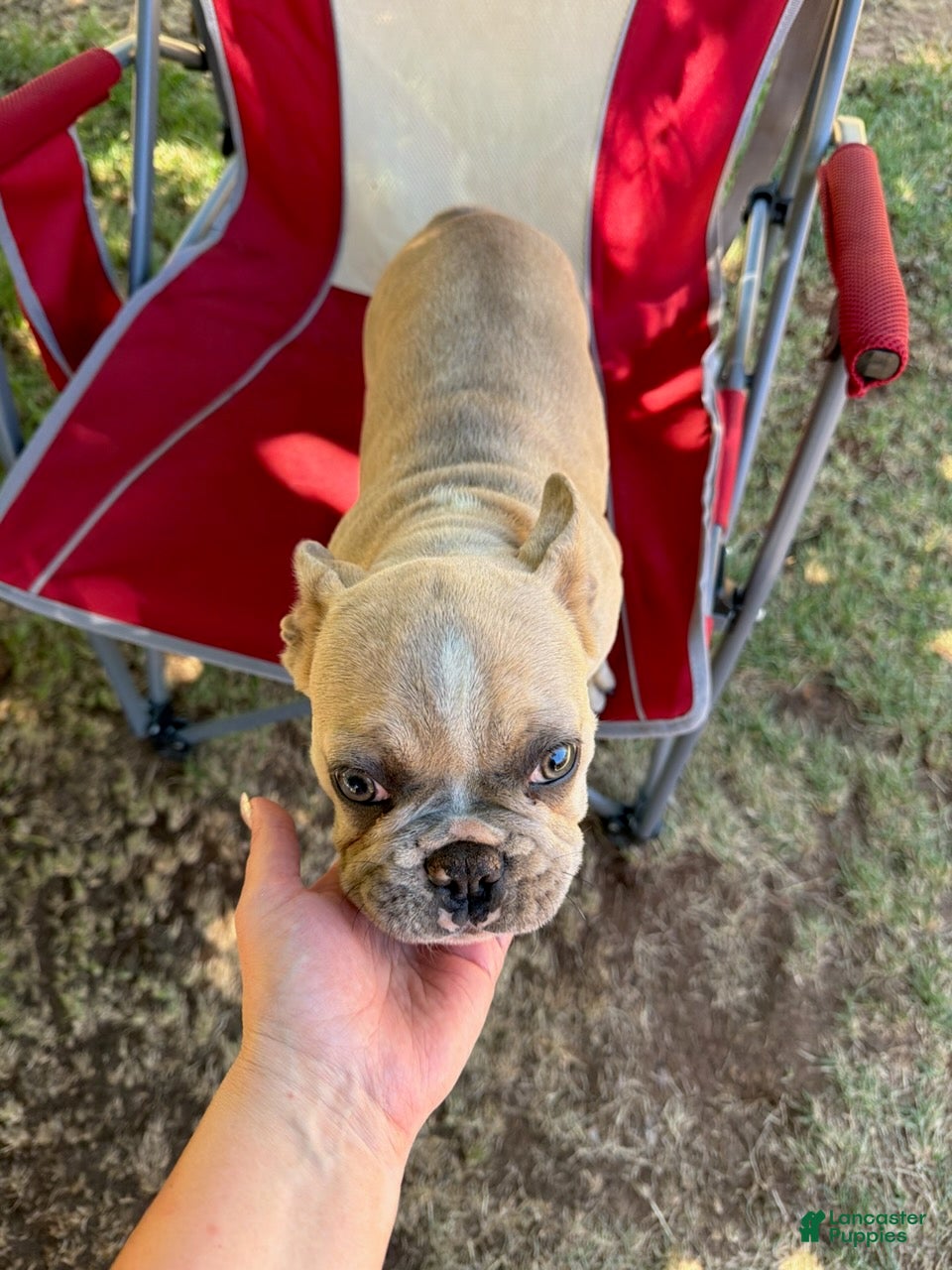 French Bulldog dogs Elsa - Ad 1