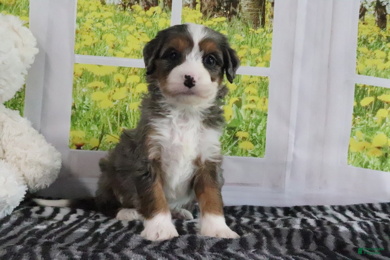 Mini Bernedoodle dogs Rowen - Ad 1