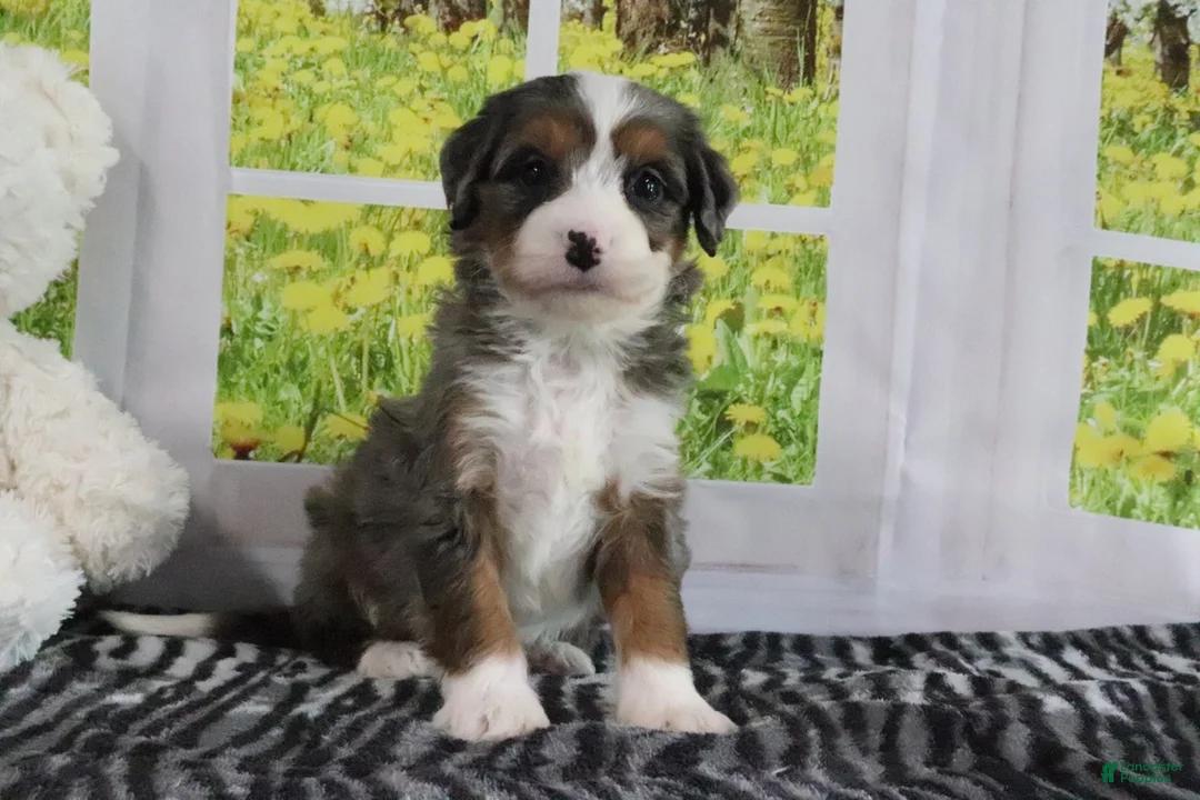 Mini Bernedoodle dogs for sale: Rowen - Ad 1
