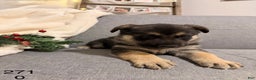 German Shepherd dogs for sale: German Shepherd Puppy 3 - Ad 1