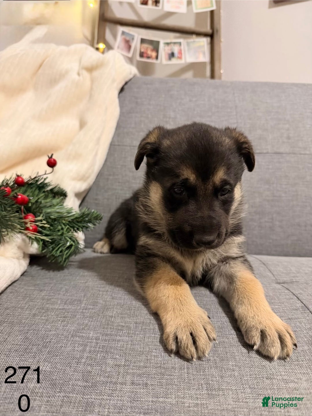 German Shepherd dogs for sale: German Shepherd Puppy 3 - Ad 1