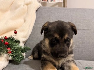 German Shepherd dogs German Shepherd Puppy 3 - Ad 42