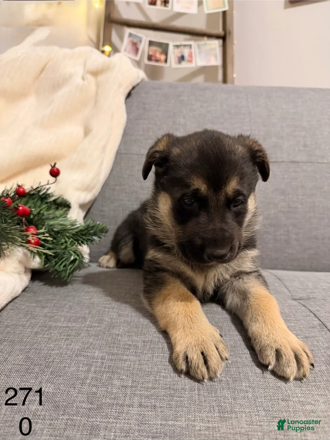 German Shepherd dogs for sale: German Shepherd Puppy 3 - Ad 1