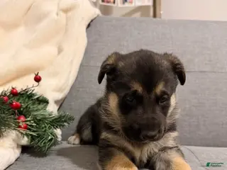 German Shepherd dogs German Shepherd Puppy 3 - Ad 8