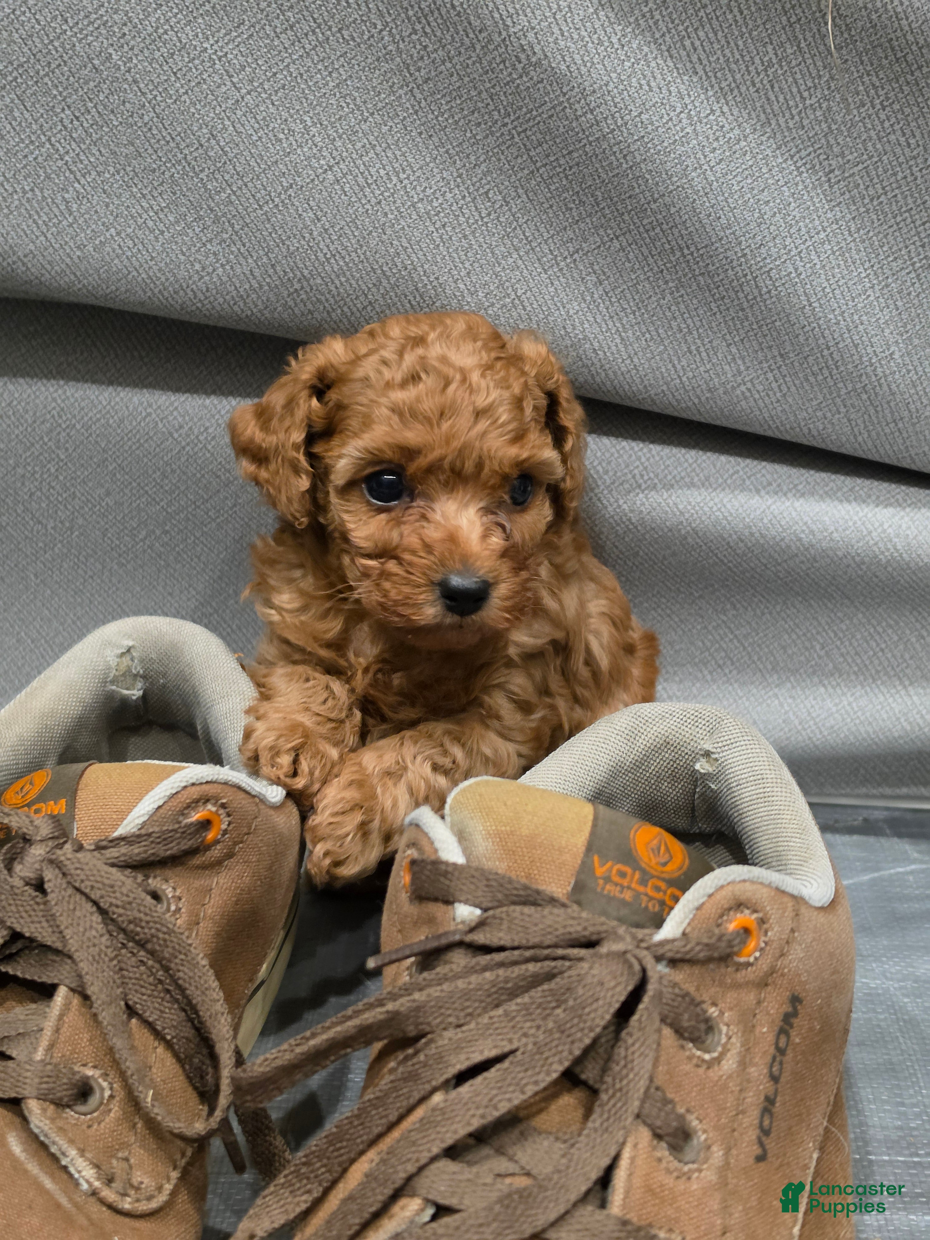 Toy Poodle dogs for sale: Little Dan - Ad 1