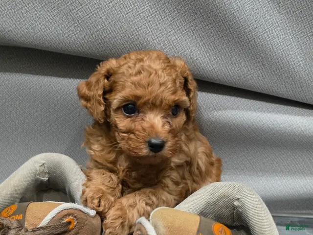 Toy Poodle dogs for sale: Little Dan - Ad 1
