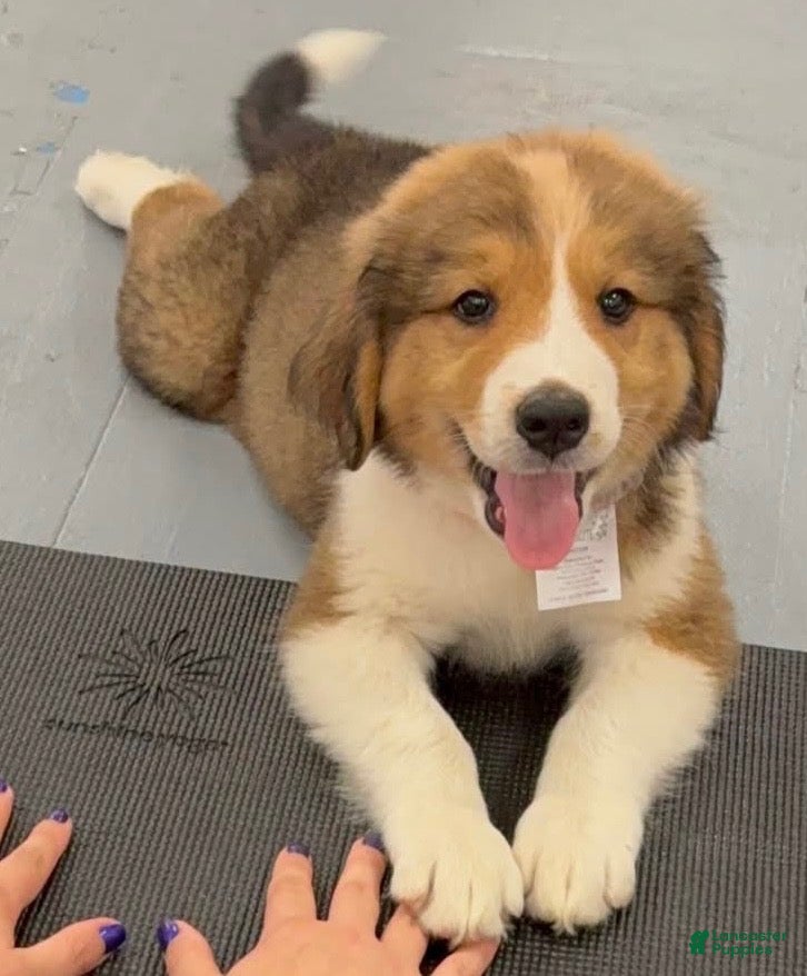 Mixed Breed dogs Baby Bear - Ad 31