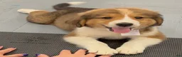 Mixed Breed dogs for sale: Baby Bear - Ad 1
