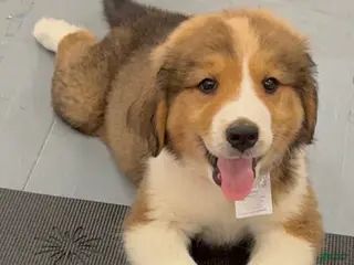 Mixed Breed dogs Baby Bear - Ad 31