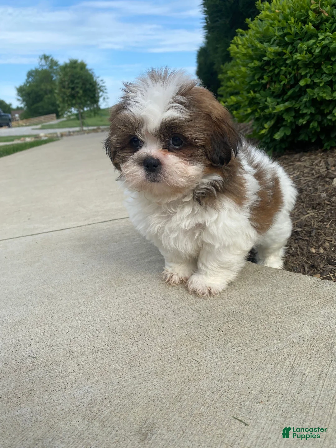 Shih Tzu dogs for sale: Tammy - Ad 16