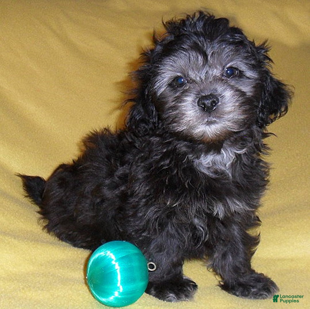 Shihpoo dogs for sale: Shadow - Ad 3