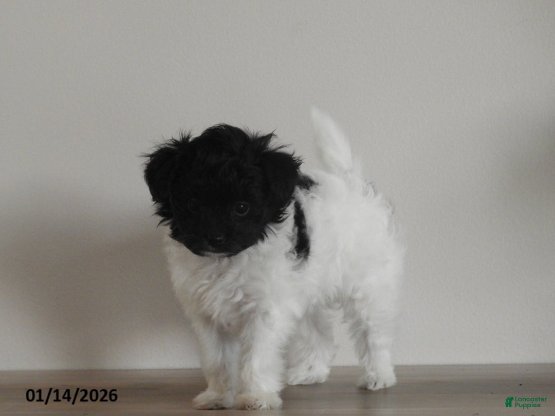 Pomapoo dogs for sale: Kinsey - Ad 1