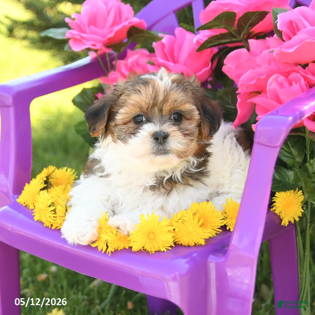Shihpoo dogs for sale: Rosie - Ad 2