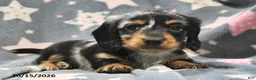 Miniature Dachshund dogs for sale: Stardust   - Ad 2