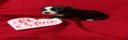 Boston Terrier dogs for sale: Honey - Ad 4
