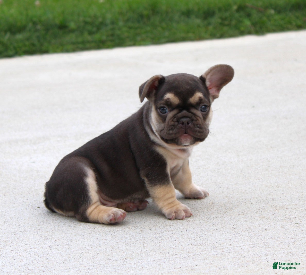 French Bulldog dogs Winston - Ad 2