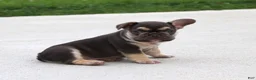 French Bulldog dogs for sale: Winston - Ad 2