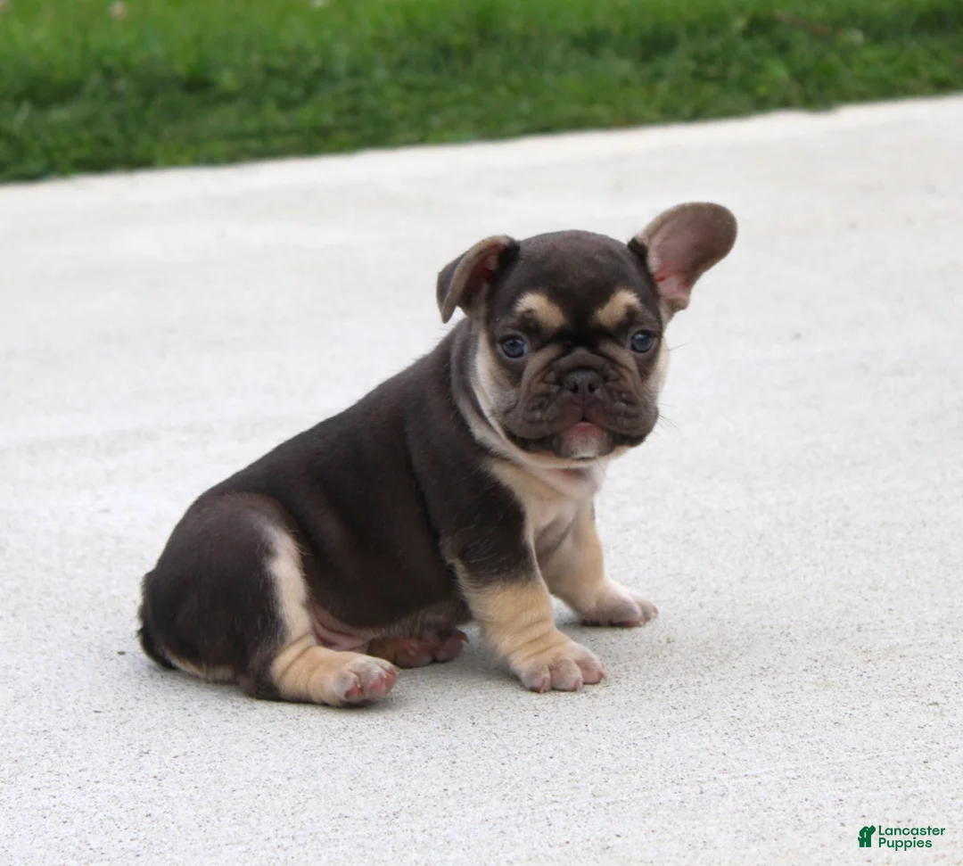 French Bulldog dogs for sale: Winston - Ad 2