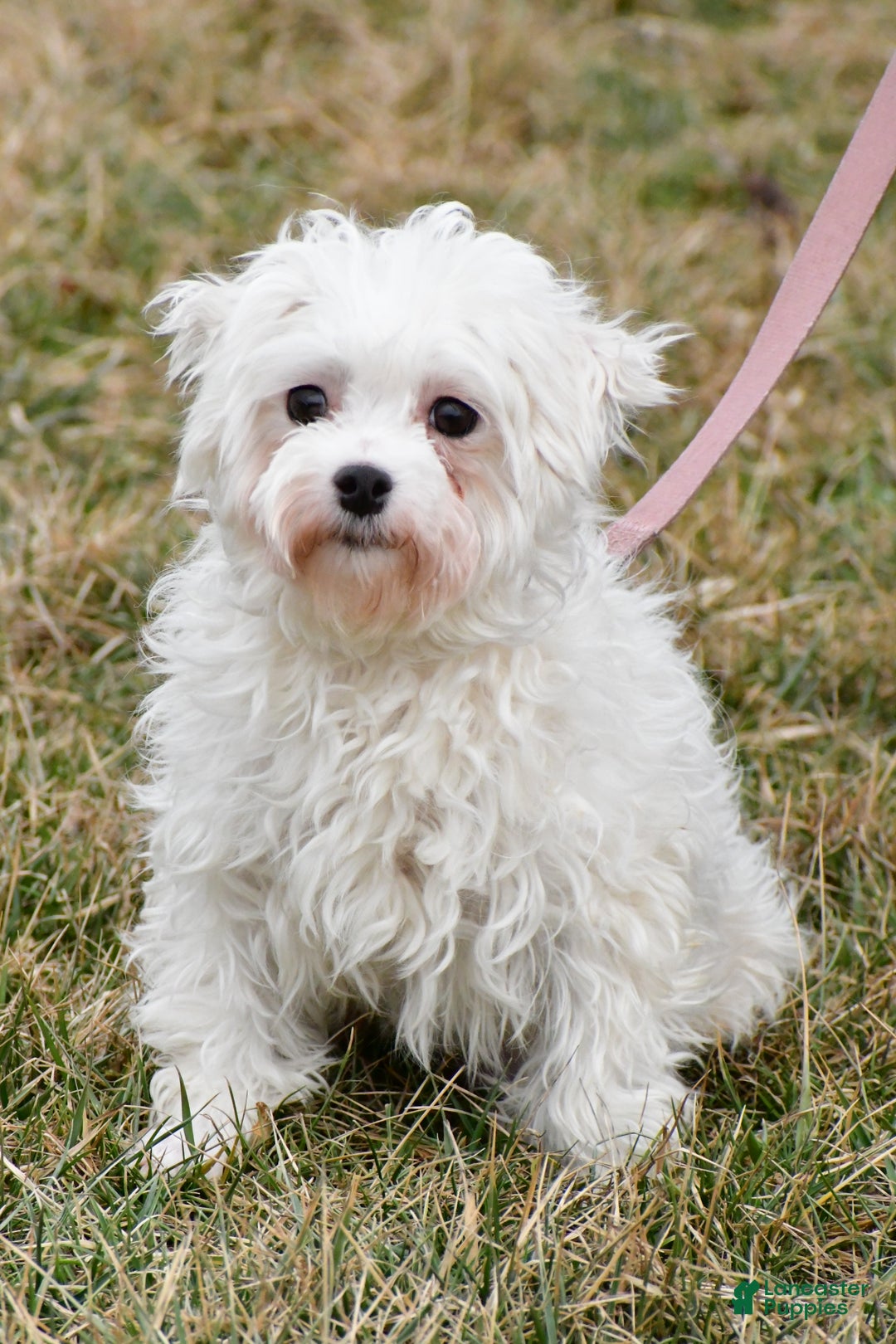 Morkie dogs for sale: Suzi - Ad 9
