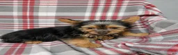 Silky Terrier dogs for sale: Bobby - Ad 2