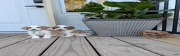 Cavapoo dogs for sale: Prince - Ad 6