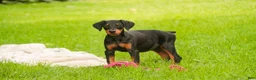 Doberman Pinscher dogs for sale: Elowen - Ad 2