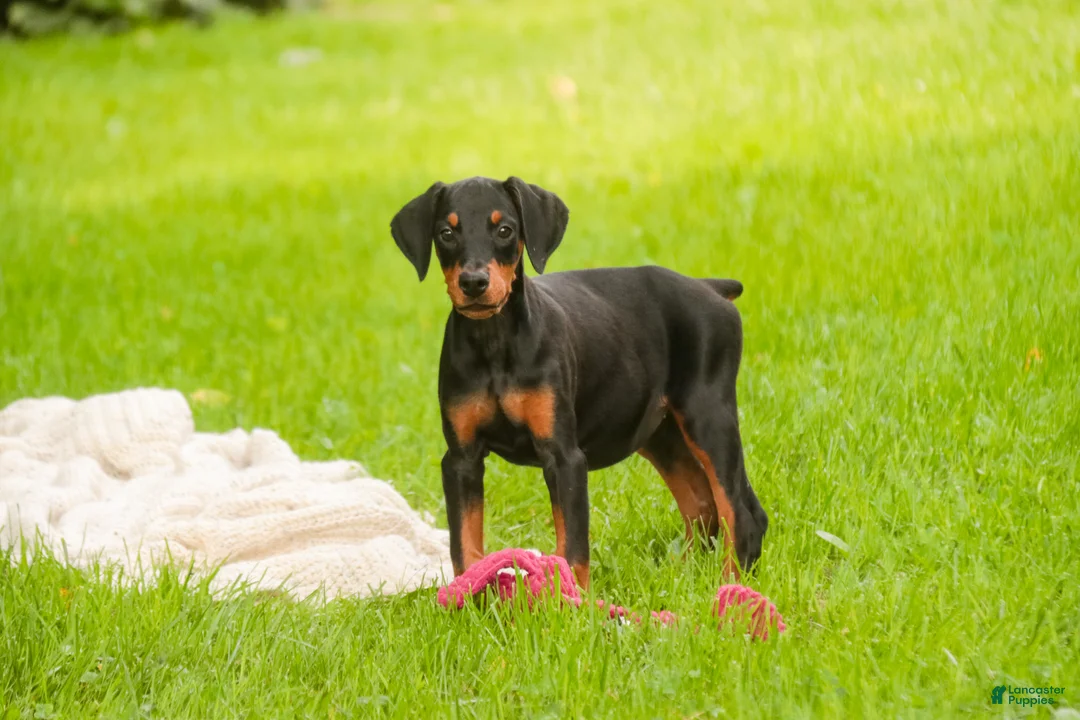 Doberman Pinscher dogs for sale: Elowen - Ad 2