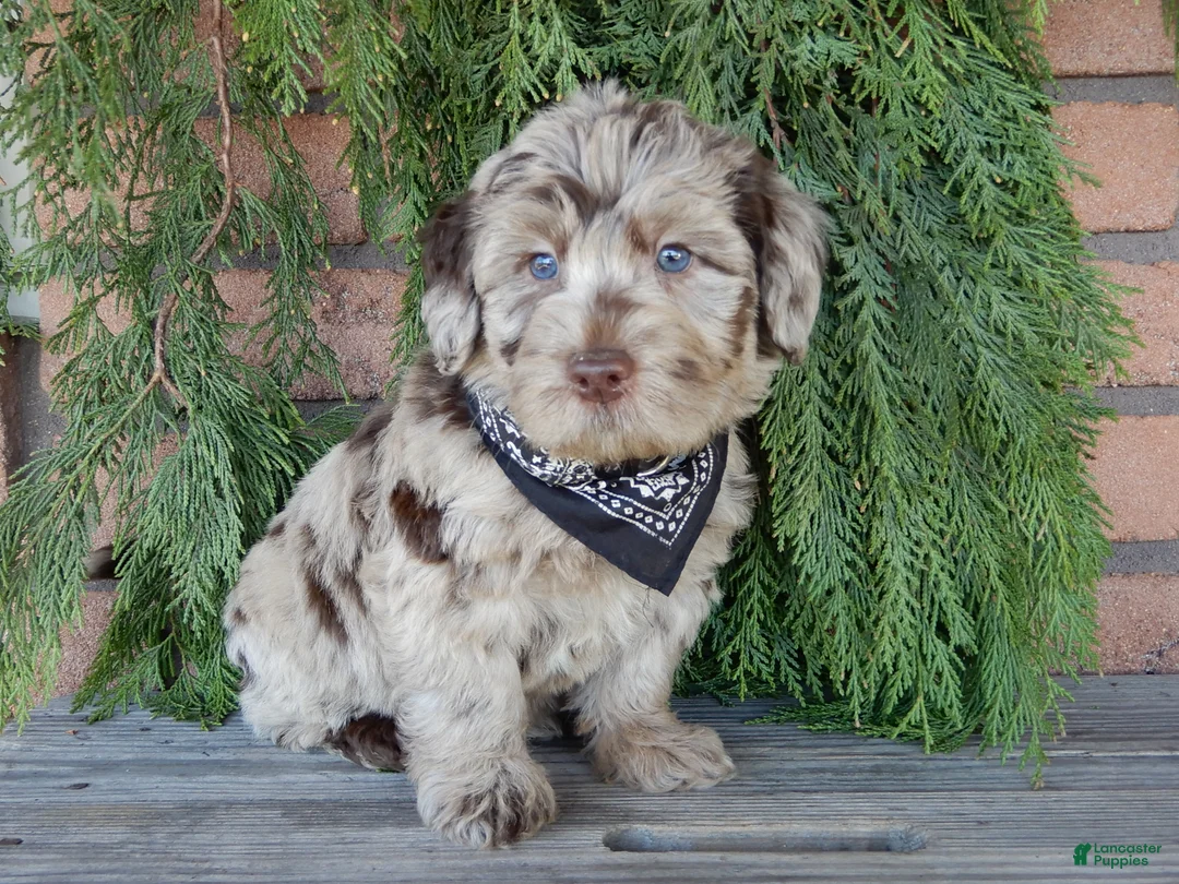 Labradoodle dogs for sale: Marshall  - Ad 2