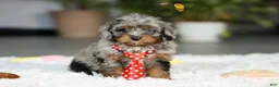 Cavapoo dogs for sale: Carter - Ad 7