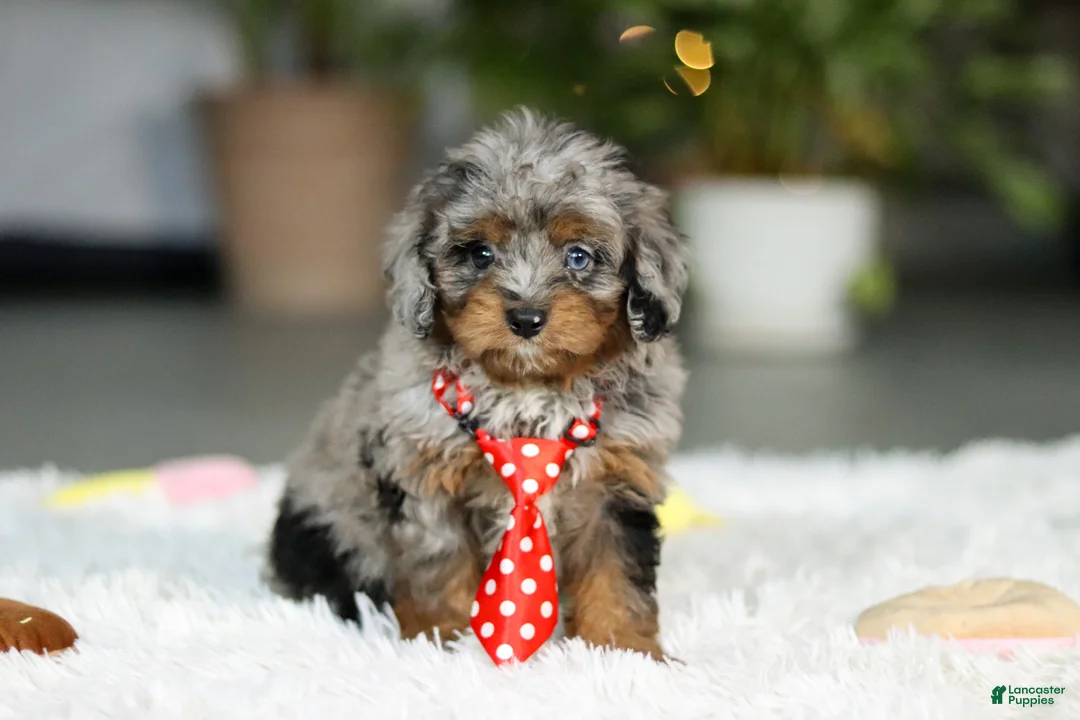 Cavapoo dogs for sale: Carter - Ad 7