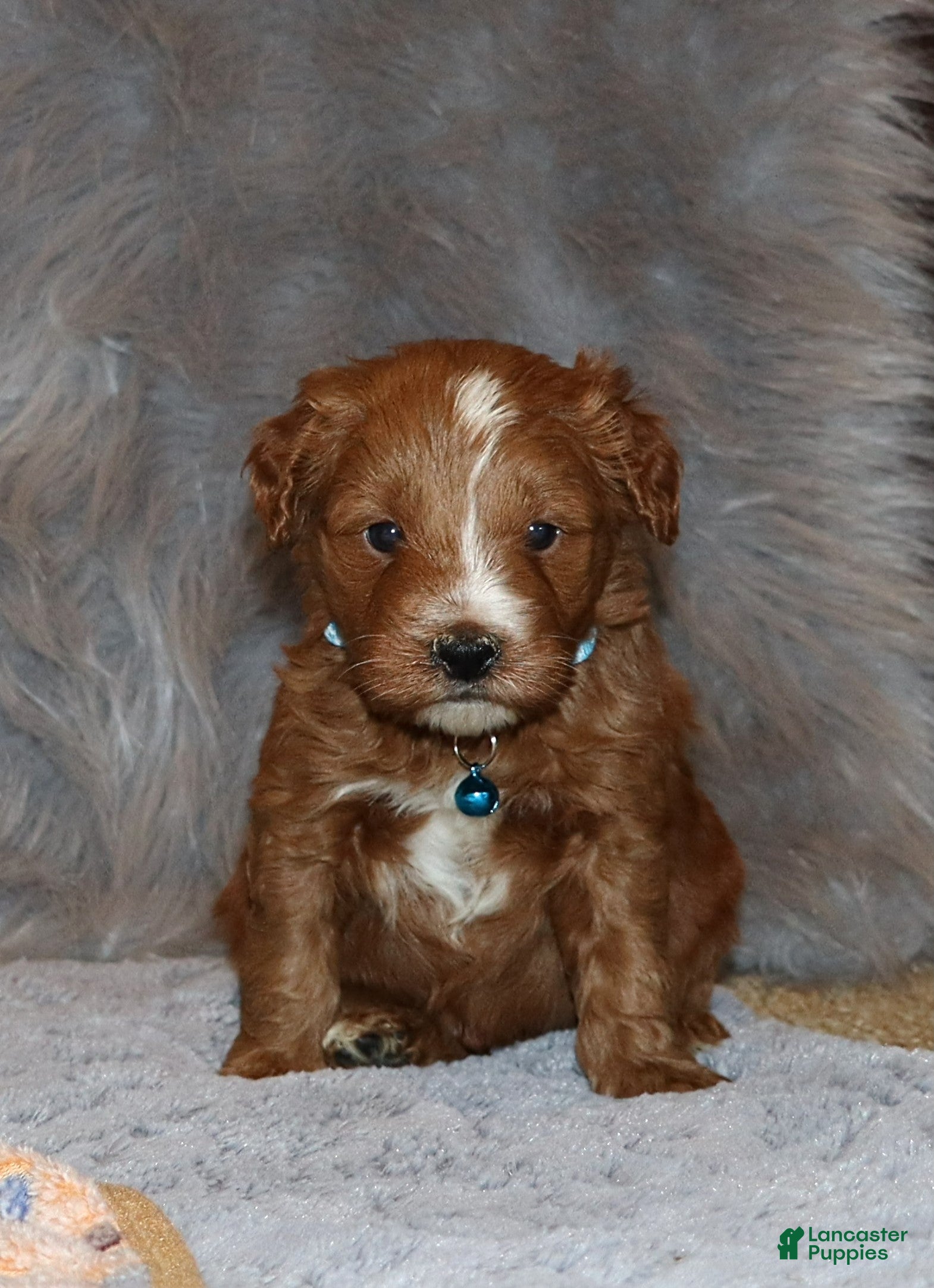 Mini Goldendoodle dogs Waylon 💙👨‍👨‍👧‍👦💞🐕 - Ad 2