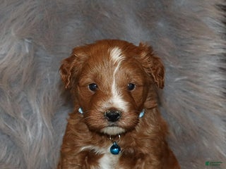 Mini Goldendoodle dogs Waylon 💙👨👨👧👦💞🐕 - Ad 5