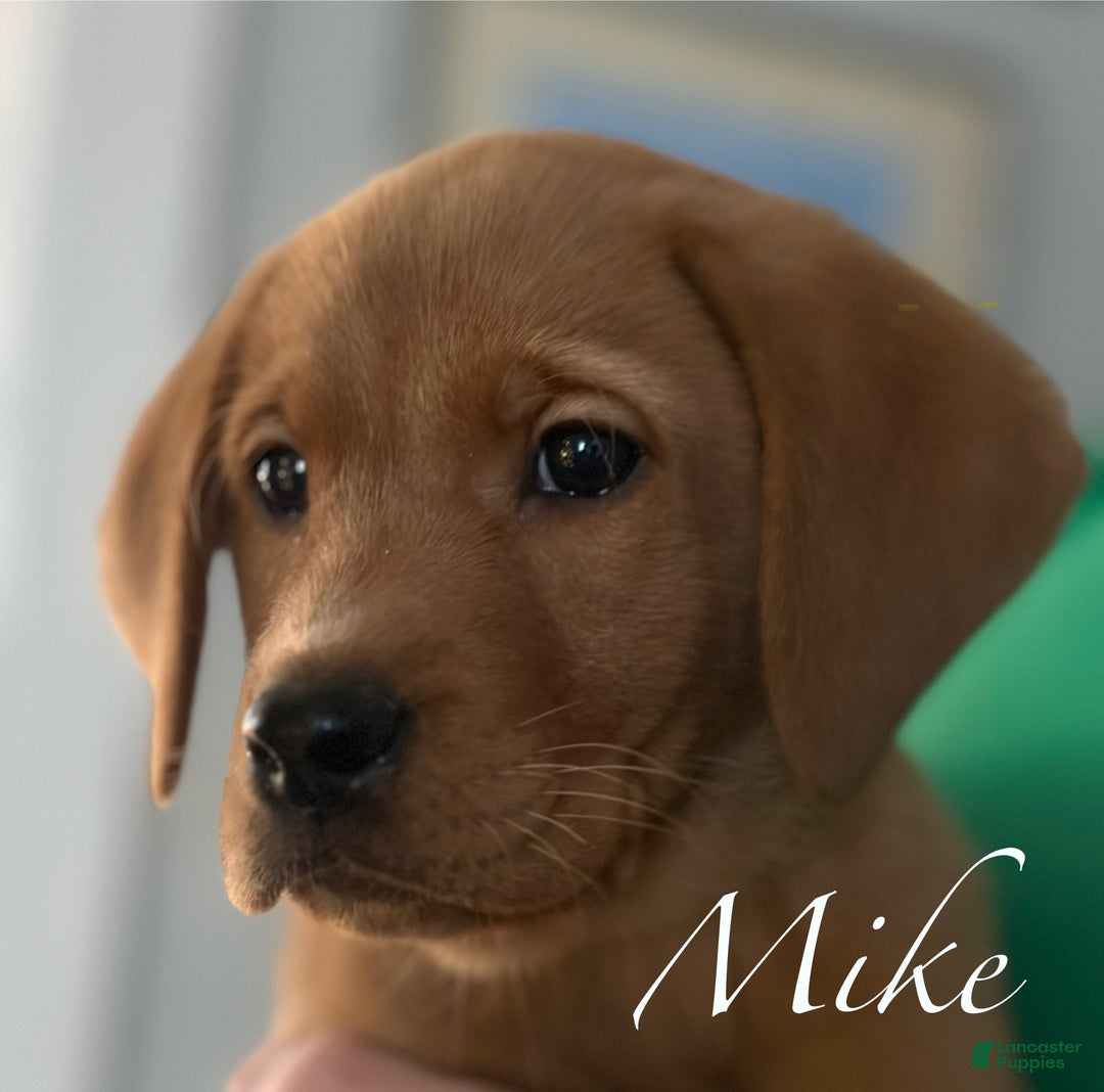 Labrador Retriever dogs for sale: Mike - Ad 4