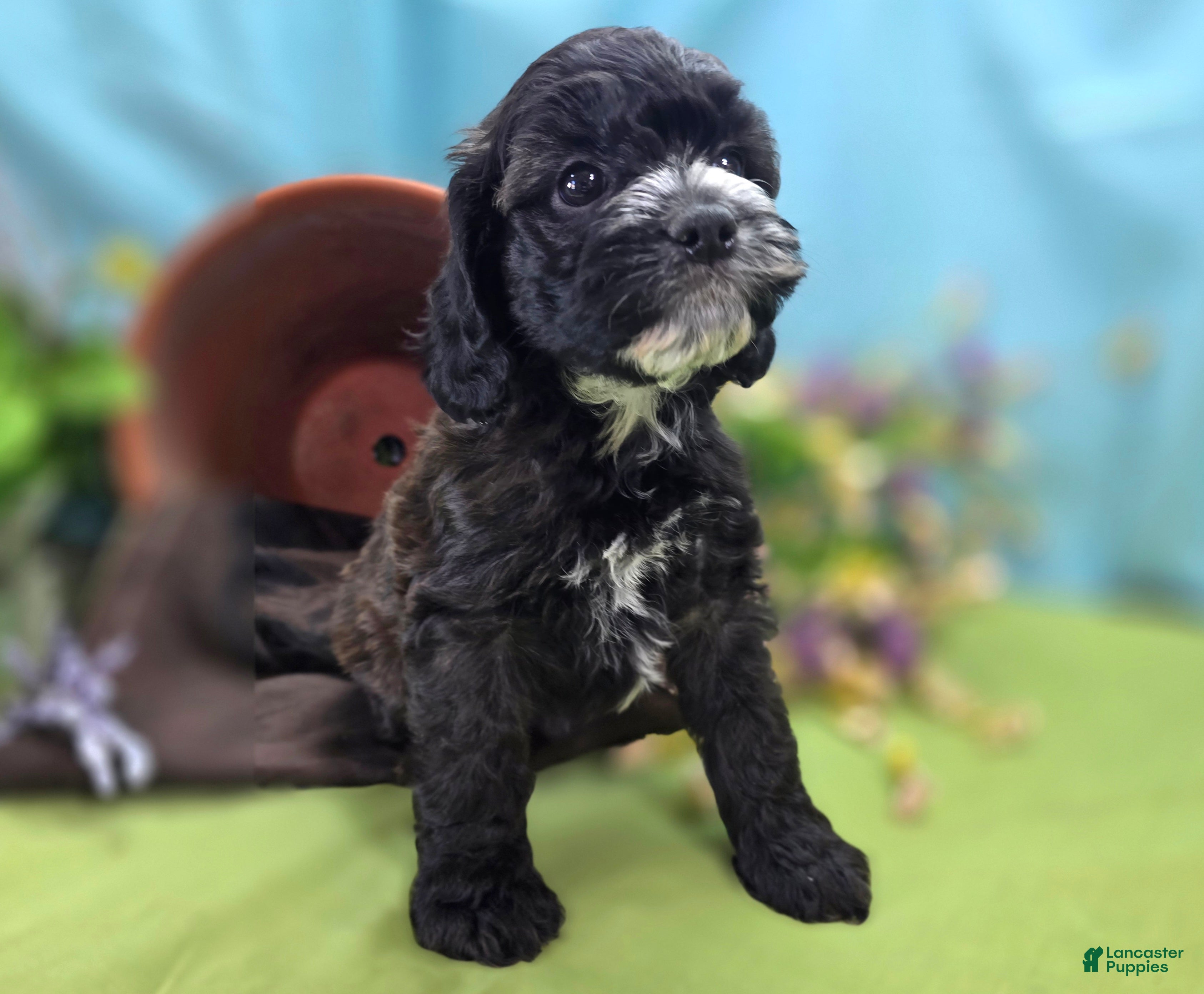 Cockapoo dogs Flopsy - Ad 15