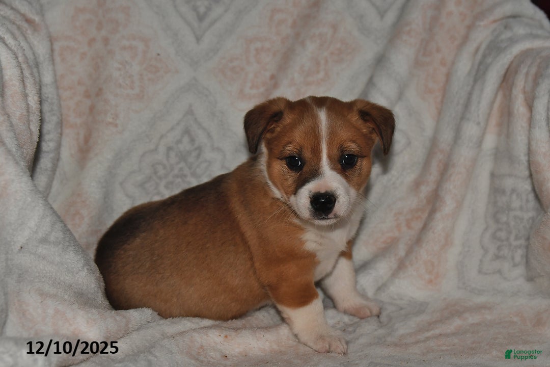 Mixed Breed dogs for sale: Jade - Ad 3