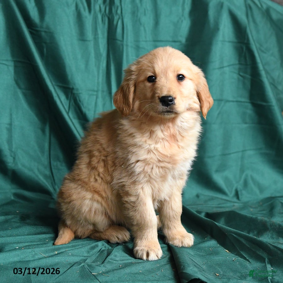 Golden Retriever dogs Sheila - Ad 2