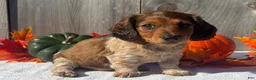 Miniature Dachshund dogs for sale: Remington - Ad 2