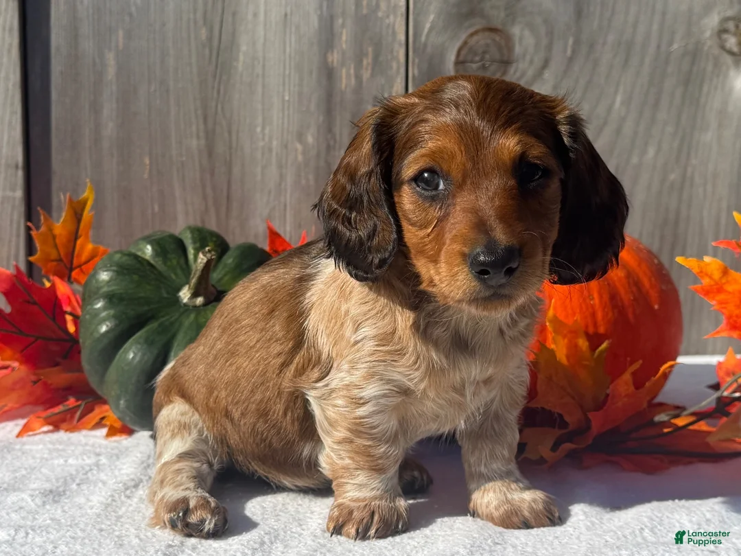 Miniature Dachshund dogs for sale: Remington - Ad 2