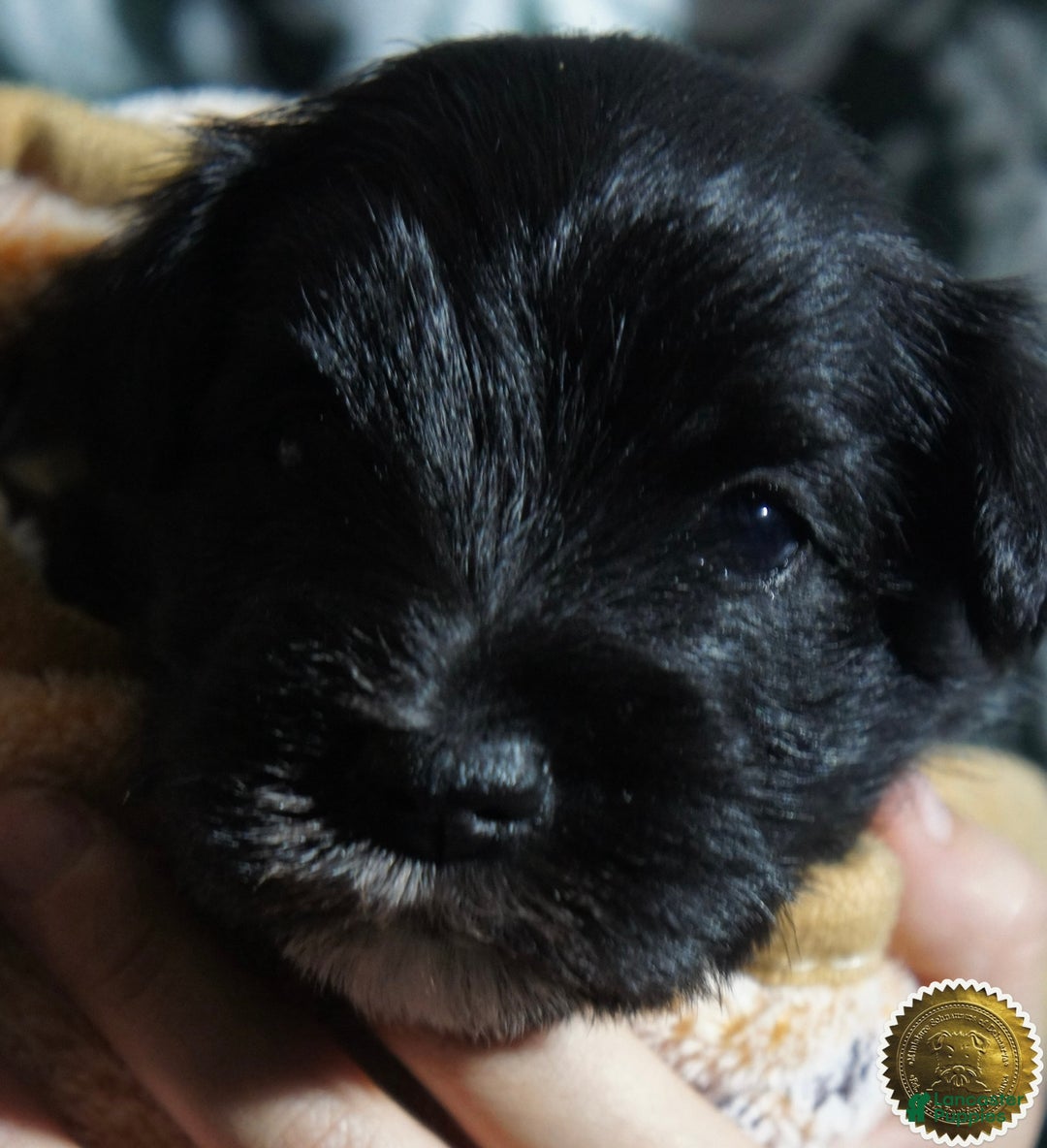 Miniature Schnauzer dogs for sale: Chloe - Ad 15