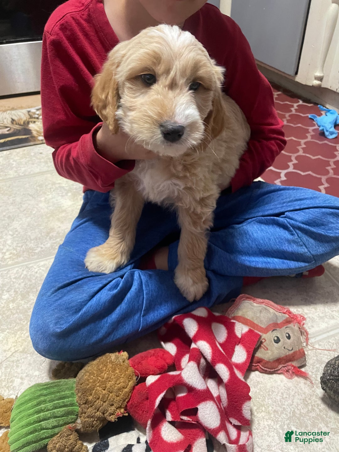 Goldendoodle dogs for sale: Goldendoodle Puppy 1 - Ad 1