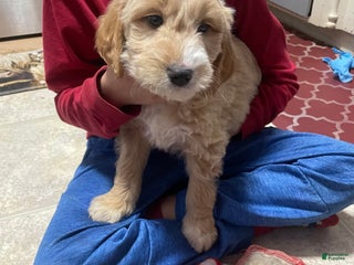 Goldendoodle dogs Goldendoodle Puppy 1 - Ad 11