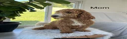 Mini Goldendoodle dogs for sale: Tate - Ad 7