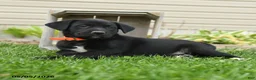Mixed Breed dogs for sale: Barney - Ad 2