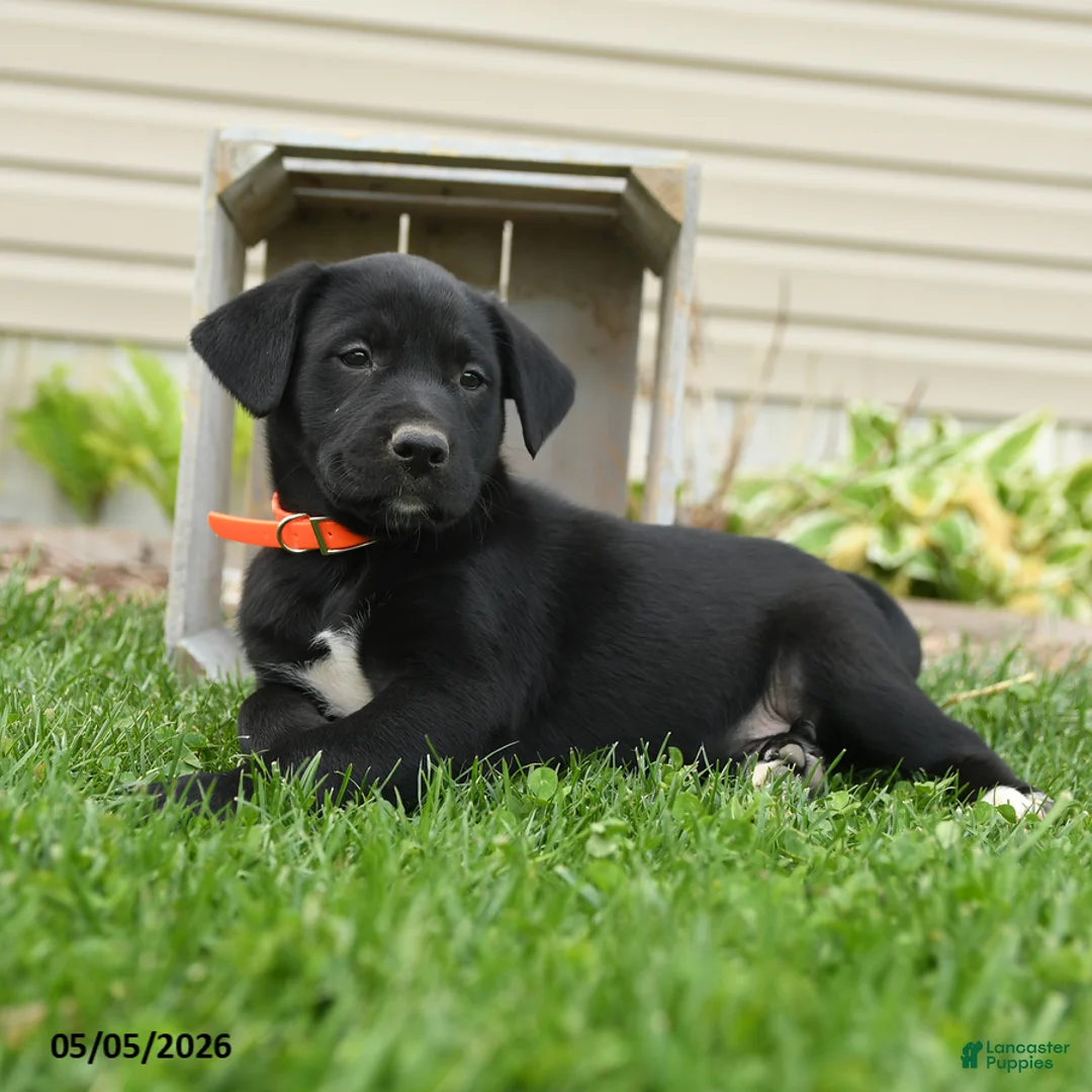 Mixed Breed dogs for sale: Barney - Ad 2