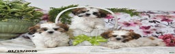 Shih Tzu dogs for sale: Leo - Ad 3