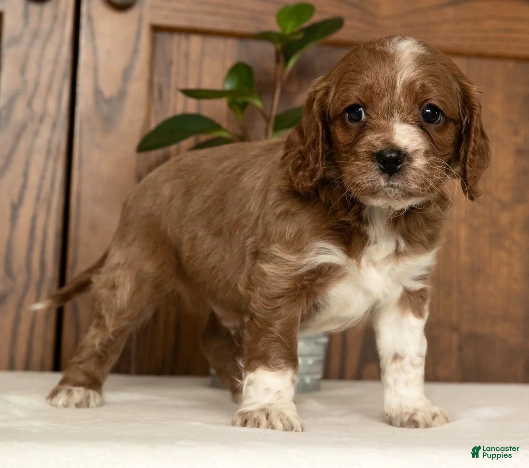 Cavapoo dogs for sale: Maverick - Ad 9