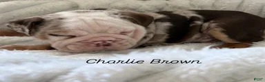 Charlie Brown 