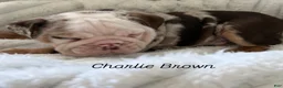English Bulldog dogs for sale: Charlie Brown  - Ad 1